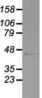 USP38 Antibody - Western blot analysis of 35ug of cell extracts from human colon adenocarcinoma (HT29) cells using anti-USP38 antibody.