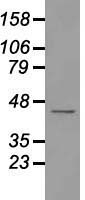 USP38 Antibody - Western blot analysis of 35ug of cell extracts from human Kidney (HEK293T) cells using anti-USP38 antibody.