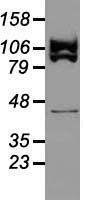 USP38 Antibody - Western blot analysis of 35ug of cell extracts from canine Kidney (MDCK) cells using anti-USP38 antibody.