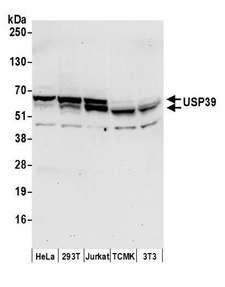 USP39 Antibody - Detection of human and mouse USP39 by western blot. Samples: Whole cell lysate (50 µg) from HeLa, HEK293T, Jurkat, mouse TCMK-1, and mouse NIH 3T3 cells prepared using NETN lysis buffer. Antibody: Affinity purified rabbit anti-USP39 antibody used for WB at 0.4 µg/ml. Detection: Chemiluminescence with an exposure time of 30 seconds.