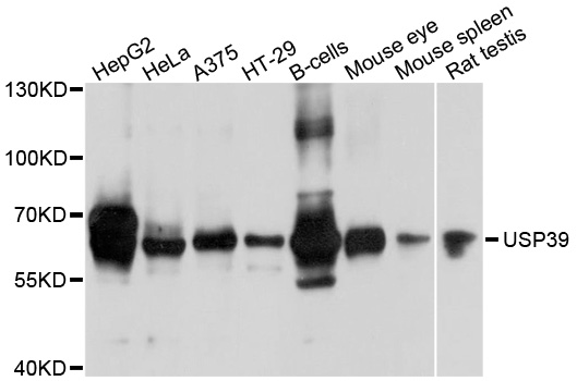 USP39 Antibody - Western blot analysis of extracts of various cells.