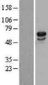 USP39 Protein - Western validation with an anti-DDK antibody * L: Control HEK293 lysate R: Over-expression lysate