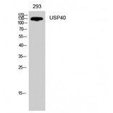 USP40 Antibody - Western blot of USP40 antibody