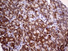 USP40 Antibody - Immunohistochemical staining of paraffin-embedded Human pancreas tissue within the normal limits using anti-USP40 mouse monoclonal antibody. (Heat-induced epitope retrieval by 1mM EDTA in 10mM Tris buffer. (pH8.5) at 120°C for 3 min. (1:150)