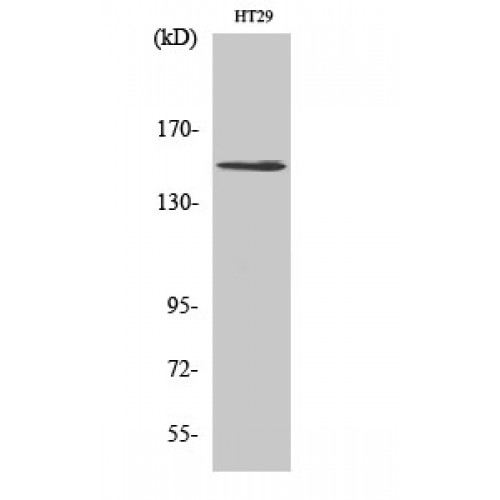 USP42 Antibody - Western blot of USP42 antibody