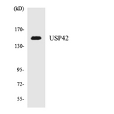 USP42 Antibody - Western blot analysis of the lysates from HeLa cells using USP42 antibody.