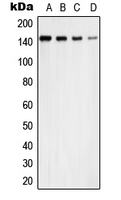 USP42 Antibody - Western blot analysis of USP42 expression in A431 (A); MCF7 (B); NIH3T3 (C); PC12 (D) whole cell lysates.