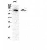 USP44 Antibody - Western blot of USP44 antibody