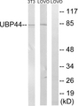 USP44 Antibody - Western blot analysis of lysates from LOVO and NIH/3T3 cells, using USP44 Antibody. The lane on the right is blocked with the synthesized peptide.