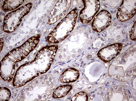 USP44 Antibody - IHC of paraffin-embedded Human Kidney tissue using anti-USP44 mouse monoclonal antibody. (Heat-induced epitope retrieval by 10mM citric buffer, pH6.0, 120°C for 3min).