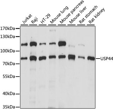 USP44 Antibody - Western blot analysis of extracts of various cell lines, using USP44 antibody at 1:1000 dilution. The secondary antibody used was an HRP Goat Anti-Rabbit IgG (H+L) at 1:10000 dilution. Lysates were loaded 25ug per lane and 3% nonfat dry milk in TBST was used for blocking. An ECL Kit was used for detection and the exposure time was 1s.
