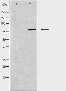 USP44 Antibody - Western blot analysis of extracts of 3T3 cells using USP44 antibody. The lane on the left is treated with the antigen-specific peptide.