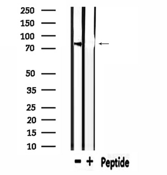 USP44 Antibody - Western blot analysis of extracts of mouse muscle using USP44 antibody.