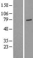 USP44 Protein - Western validation with an anti-DDK antibody * L: Control HEK293 lysate R: Over-expression lysate