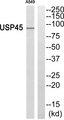 USP45 Antibody - Western blot analysis of extracts from A549 cells, using USP45 antibody.