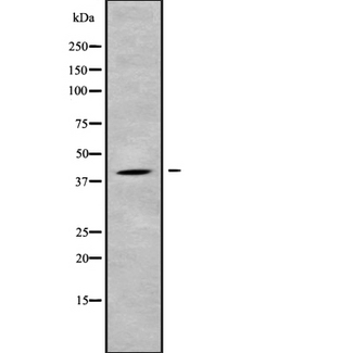 USP46 Antibody - Western blot analysis USP46 using HT29 whole cells lysates