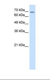 USP48 Antibody - HepG2 cell lysate. Antibody concentration: 1.0 ug/ml. Gel concentration: 12%.  This image was taken for the unconjugated form of this product. Other forms have not been tested.