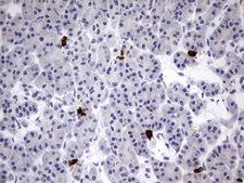 USP48 Antibody - Immunohistochemical staining of paraffin-embedded Human pancreas tissue using anti-USP48 mouse monoclonal antibody.