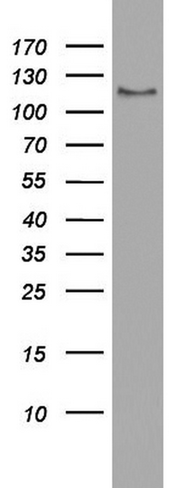 USP48 Antibody - Western blot analysis of HT29 cell lysate. (35ug) by using anti-USP48 monoclonal antibody.