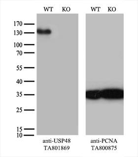 USP48 Antibody - Equivalent amounts of cell lysates  and USP48-Knockout HeLa cells  were separated by SDS-PAGE and immunoblotted with anti-USP48 monoclonal antibody. Then the blotted membrane was stripped and reprobed with anti-PCNA antibody as a loading control.