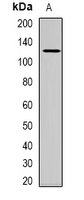USP48 Antibody - Western blot analysis of USP48 expression in rat muscle (A) whole cell lysates.