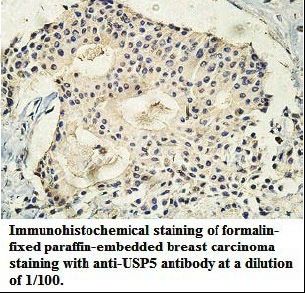USP5 Antibody