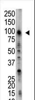 USP5 Antibody - The anti-USP5 antibody is used in Western blot to detect USP5 in HL-60 cell lysate.
