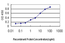 USP5 Antibody - Detection limit for recombinant GST tagged USP5 is approximately 0.03 ng/ml as a capture antibody.