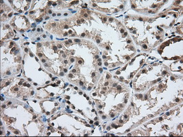 USP5 Antibody - Immunohistochemical staining of paraffin-embedded Human Kidney tissue using anti-USP5 mouse monoclonal antibody. (Dilution 1:50).