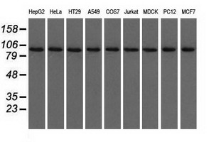 USP5 Antibody - Western blot of extracts (35 ug) from 9 different cell lines by using anti-USP5 monoclonal antibody.