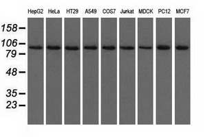 USP5 Antibody - Western blot of extracts (35 ug) from 9 different cell lines by using anti-USP5 monoclonal antibody.
