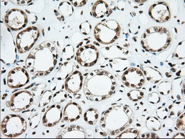 USP5 Antibody - IHC of paraffin-embedded Human Kidney tissue using anti-USP5 mouse monoclonal antibody. (Dilution 1:50).
