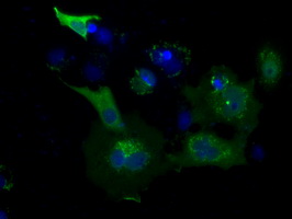 USP5 Antibody - Anti-USP5 mouse monoclonal antibody  immunofluorescent staining of COS7 cells transiently transfected by pCMV6-ENTRY USP5.