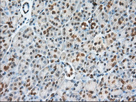 USP5 Antibody - IHC of paraffin-embedded Human pancreas tissue using anti-USP5 mouse monoclonal antibody. (Dilution 1:50).