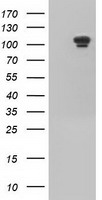 USP5 Antibody - HEK293T cells were transfected with the pCMV6-ENTRY control (Left lane) or pCMV6-ENTRY USP5 (Right lane) cDNA for 48 hrs and lysed. Equivalent amounts of cell lysates (5 ug per lane) were separated by SDS-PAGE and immunoblotted with anti-USP5.