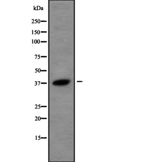 USP50 Antibody - Western blot analysis USP50 using A549 whole cells lysates