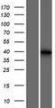USP50 Protein - Western validation with an anti-DDK antibody * L: Control HEK293 lysate R: Over-expression lysate