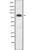 USP51 Antibody - Western blot analysis USP51 using COS7 whole cells lysates