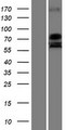 USP51 Protein - Western validation with an anti-DDK antibody * L: Control HEK293 lysate R: Over-expression lysate
