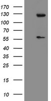 USP54 Antibody - HEK293T cells were transfected with the pCMV6-ENTRY control (Left lane) or pCMV6-ENTRY USP54 (Right lane) cDNA for 48 hrs and lysed. Equivalent amounts of cell lysates (5 ug per lane) were separated by SDS-PAGE and immunoblotted with anti-USP54.
