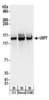USP7 / HAUSP Antibody - Detection of Mouse USP7 by Western Blot. Samples: Whole cell lysate (50 ug) from NIH3T3, Renca, and TCMK-1 cells. Antibodies: Affinity purified goat anti-USP7 antibody used for WB at 0.4 ug/ml. Detection: Chemiluminescence with an exposure time of 30 seconds.