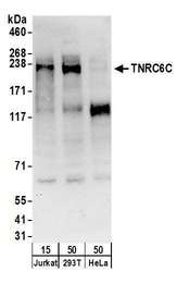 USP7 / HAUSP Antibody - Detection of human TNRC6C by western blot. Samples: Whole cell lysate (50 µg) from Jurkat, HEK293T, and HeLa cells. Antibodies: Affinity purified rabbit anti-TNRC6C antibody used for WB at 0.4 µg/ml. Detection: Chemiluminescence with an exposure time of 30 seconds.