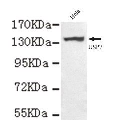 USP7 / HAUSP Antibody - USP7(C-terminus) antibody at 1/1000 dilution HeLa whole cell lysate 40 ug/lane.