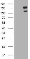 USP7 / HAUSP Antibody - HEK293T cells were transfected with the pCMV6-ENTRY control (Left lane) or pCMV6-ENTRY USP7 (Right lane) cDNA for 48 hrs and lysed. Equivalent amounts of cell lysates (5 ug per lane) were separated by SDS-PAGE and immunoblotted with anti-USP7.