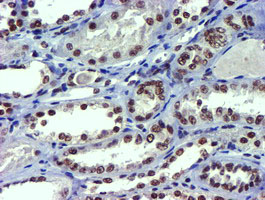 USP7 / HAUSP Antibody - IHC of paraffin-embedded Human Kidney tissue using anti-USP7 mouse monoclonal antibody.