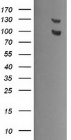 USP7 / HAUSP Antibody - HEK293T cells were transfected with the pCMV6-ENTRY control (Left lane) or pCMV6-ENTRY USP7 (Right lane) cDNA for 48 hrs and lysed. Equivalent amounts of cell lysates (5 ug per lane) were separated by SDS-PAGE and immunoblotted with anti-USP7.