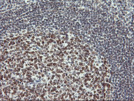 USP7 / HAUSP Antibody - IHC of paraffin-embedded Human tonsil using anti-USP7 mouse monoclonal antibody. (Heat-induced epitope retrieval by 10mM citric buffer, pH6.0, 100C for 10min).