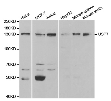 USP7 / HAUSP Antibody - Western blot analysis of extracts of various cell lines, using USP7 antibody.
