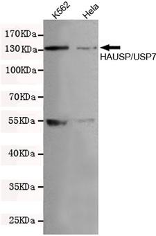 USP7 / HAUSP Antibody - Western blot detection of HAUSP / USP7 in HeLa and K562 cell lysates using HAUSP / USP7 mouse monoclonal antibody (1:200 dilution), with super ECL. Predicted band size: 135KDa. Observed band size:135KDa.