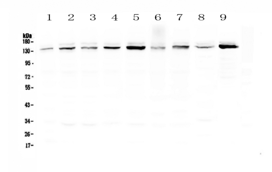 USP7 / HAUSP Antibody - Western blot - Anti-HAUSP/USP7 Picoband antibody